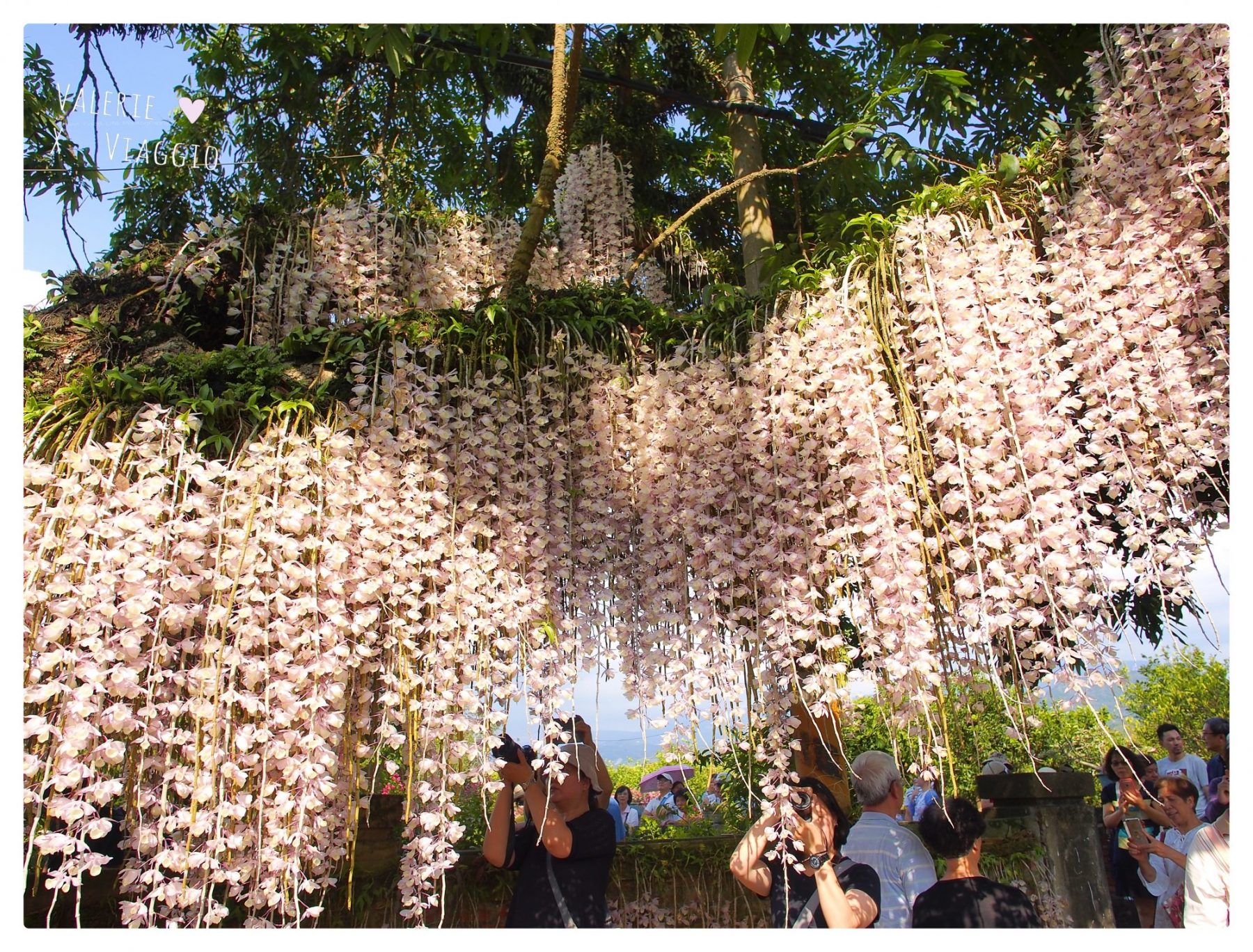 台南景點,台南紫色花瀑,白河,白河石斛蘭2019,石斛蘭,花季,蘭花瀑布 @薇樂莉 - 旅行.生活.攝影