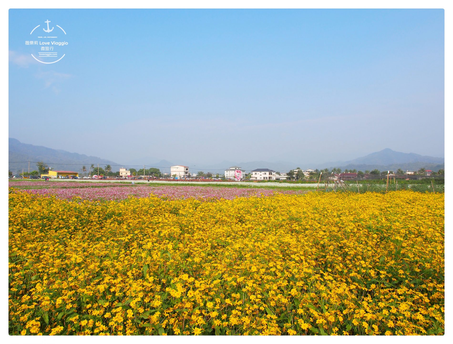 2019美濃花海,中正湖,波斯菊花海,美濃 花海 2019,美濃中正湖,美濃花季2019,美濃花海,美濃花海2019,走春景點,高雄景點 @薇樂莉 - 旅行.生活.攝影