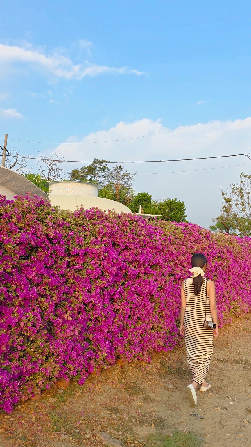台南九重葛,台南景點,台南花園,官田景點,藏九花園 @薇樂莉 - 旅行.生活.攝影