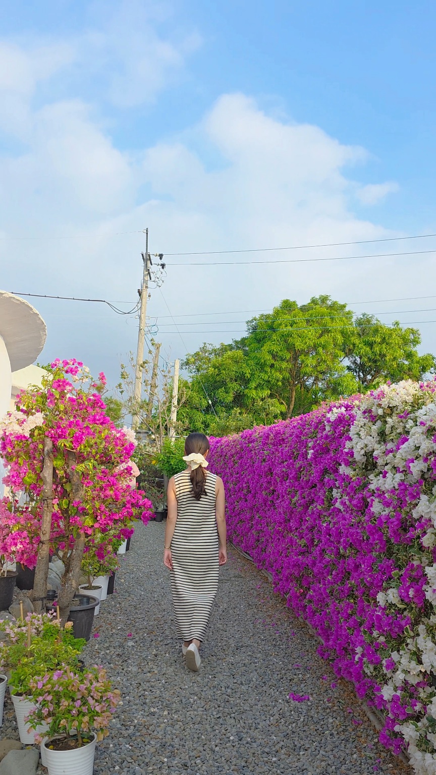 台南九重葛,台南景點,台南花園,官田景點,藏九花園 @薇樂莉 - 旅行.生活.攝影