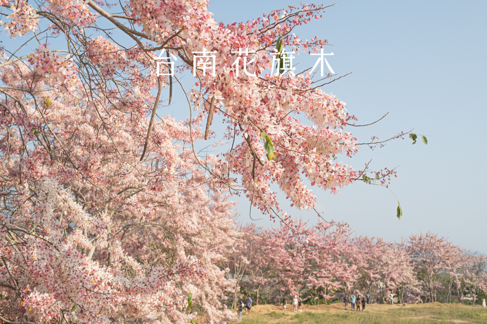 6吋盤早午餐 菜單,6吋盤早午餐菜單,6吋盤高雄,六吋盤,六吋盤 菜單,六吋盤菜單高雄,六寸盤 菜單,六寸盤菜單,文山特區 美食,文山特區早午餐,文山特區美食,林園六吋盤,花蓮六吋盤,高雄早午餐,鳳山早午餐 @薇樂莉 - 旅行.生活.攝影