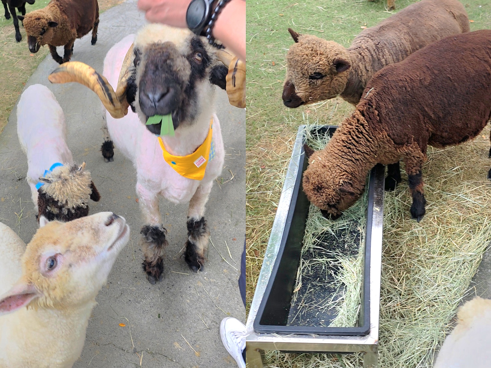 內門動物園,南部野生動物園,狐狸互動,狐狸谷,野森動物學校,高雄動物園,高雄景點,高雄親子景點 @薇樂莉 - 旅行.生活.攝影