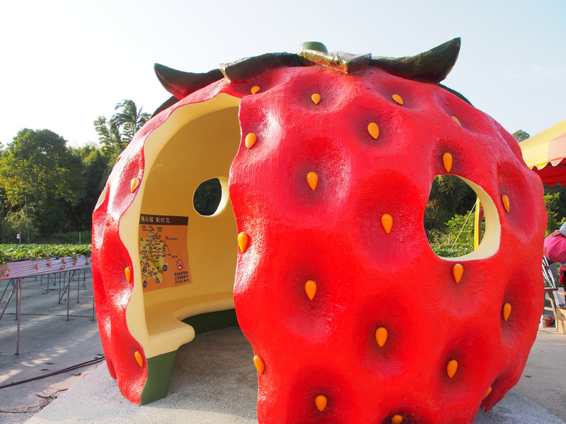 泰安採草莓,泰安高架草莓,苗栗景點 @薇樂莉 - 旅行.生活.攝影 泰安採草莓,泰安高架草莓,苗栗景點 @薇樂莉 - 旅行.生活.攝影