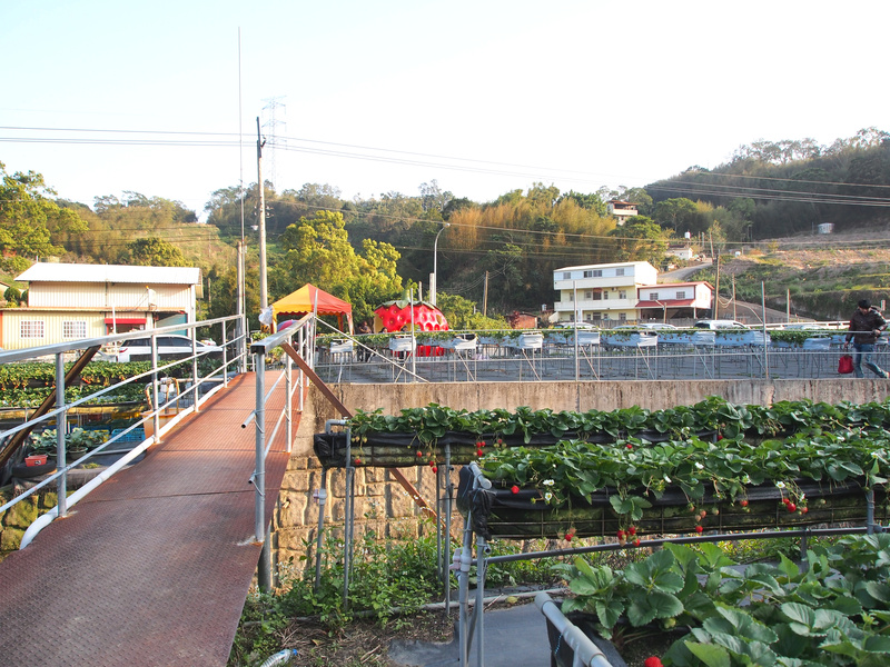 泰安採草莓,泰安高架草莓,苗栗景點 @薇樂莉 - 旅行.生活.攝影