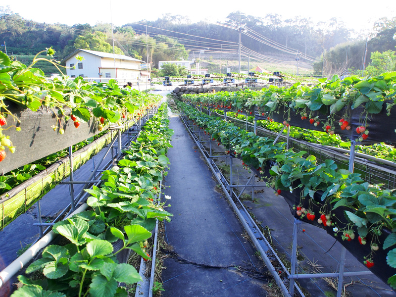 泰安採草莓,泰安高架草莓,苗栗景點 @薇樂莉 - 旅行.生活.攝影 泰安採草莓,泰安高架草莓,苗栗景點 @薇樂莉 - 旅行.生活.攝影