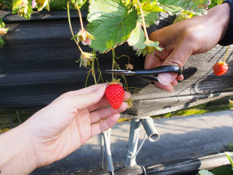 泰安採草莓,泰安高架草莓,苗栗景點 @薇樂莉 - 旅行.生活.攝影 泰安採草莓,泰安高架草莓,苗栗景點 @薇樂莉 - 旅行.生活.攝影