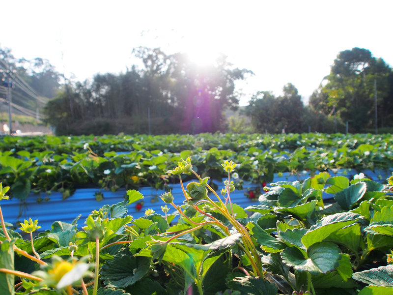 泰安採草莓,泰安高架草莓,苗栗景點 @薇樂莉 - 旅行.生活.攝影 泰安採草莓,泰安高架草莓,苗栗景點 @薇樂莉 - 旅行.生活.攝影