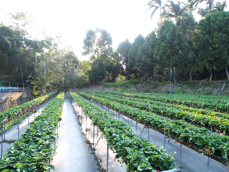 泰安採草莓,泰安高架草莓,苗栗景點 @薇樂莉 - 旅行.生活.攝影 泰安採草莓,泰安高架草莓,苗栗景點 @薇樂莉 - 旅行.生活.攝影