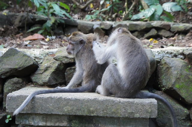 巴里島,烏布 @薇樂莉 - 旅行.生活.攝影 巴里島,烏布 @薇樂莉 - 旅行.生活.攝影