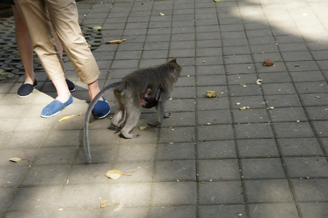 巴里島,烏布 @薇樂莉 - 旅行.生活.攝影 巴里島,烏布 @薇樂莉 - 旅行.生活.攝影