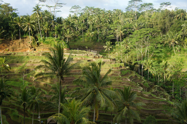 巴里島,烏布 @薇樂莉 - 旅行.生活.攝影 巴里島,烏布 @薇樂莉 - 旅行.生活.攝影