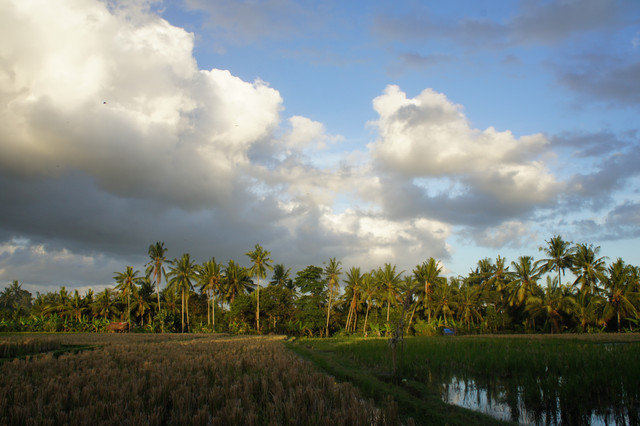 巴里島,烏布 @薇樂莉 - 旅行.生活.攝影 巴里島,烏布 @薇樂莉 - 旅行.生活.攝影